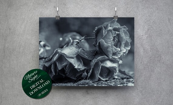 Monochromatic Wall Art Rose Photography Rose Photo Prints Etsy