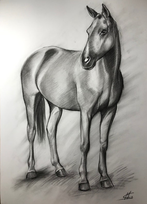 Pferd Zeichnung Lizenzfreie Bilder Und Fotos Kaufen - 123RF