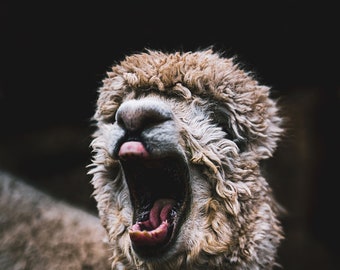 Screaming alpaca