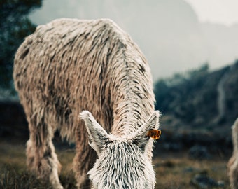 Alpaca in the Andes 3