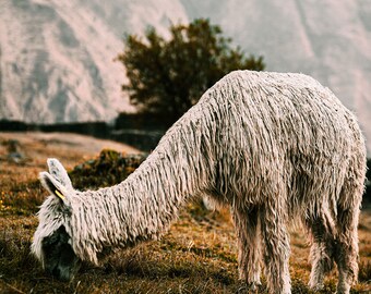 Alpaca in the Andes 2