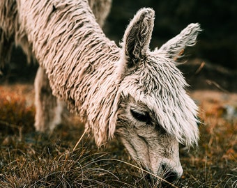 Alpaca in the Peruvian Andes