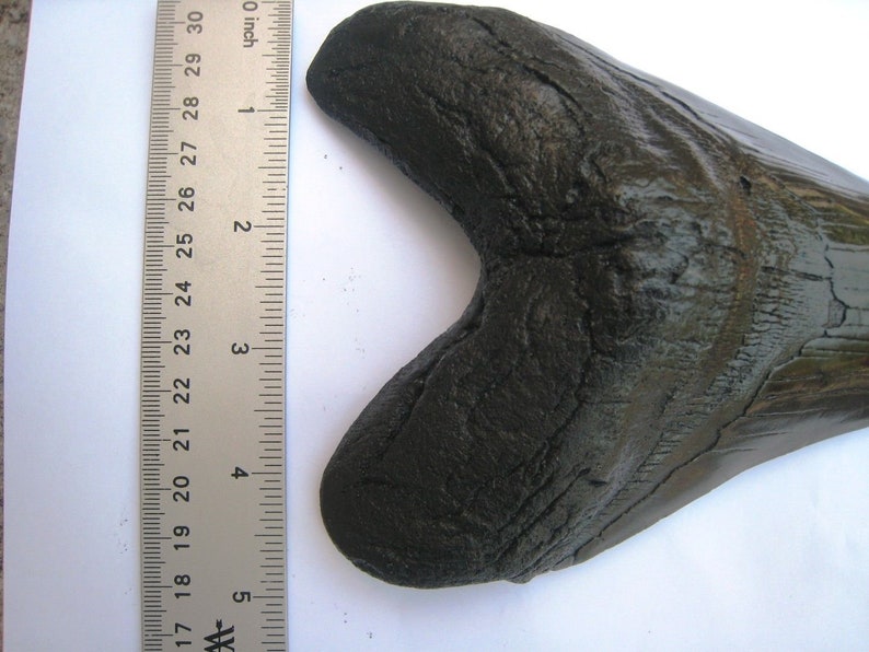 860 REPLICA Megalodon 7 inch tooth if this was not a replica it would be in a museum for size and it needs a good home in your collection.