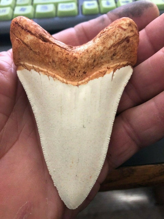 Haizahn shark tooth replica Megalodon Zahn Replik 