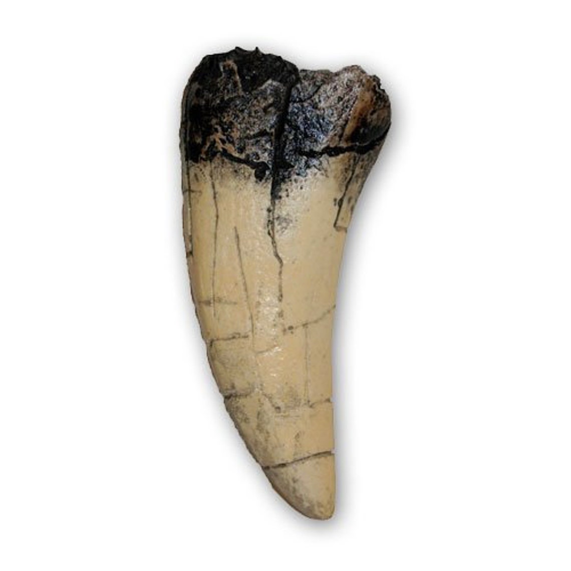 authentic t rex tooth for sale