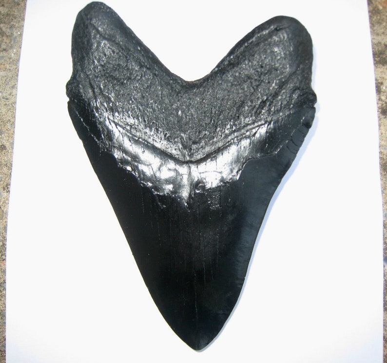 860 REPLICA Megalodon 7 inch tooth if this was not a replica it would be in a museum for size and it needs a good home in your collection.