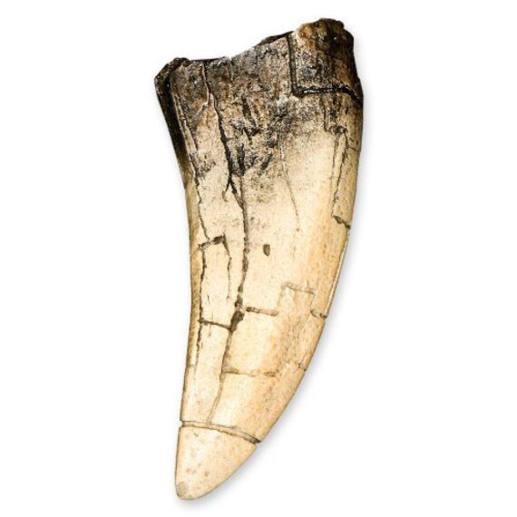 705 5 Inch T REX Tooth Replica is an Exact Replica of a Fossil