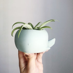 Air Plant Succulent Industrial Decor Concrete Planter Decor Holder Modern Cement Skull Edgy