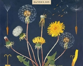 Cavallini Decorative Wrap- Dandelion