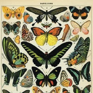 Cavallini Decorative Wrap- Butterflies