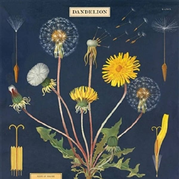 Cavallini Decorative Wrap- Dandelion