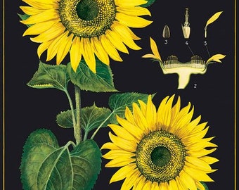 Cavallini Decorative Wrap- Sunflower Wrap