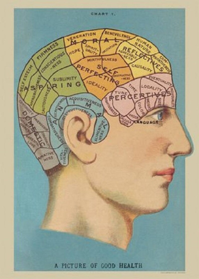 Cavallini Decorative Wrap Phrenology image 1