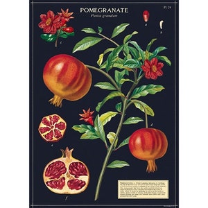 Cavallini Decorative Wrap- Pomegranate