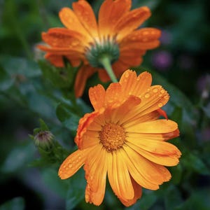 May include: Close-up of two vibrant orange calendula flowers with water droplets on the petals. The flowers are set against a backdrop of green leaves, with one flower in focus and the other slightly blurred in the background. The flowers are in full bloom.