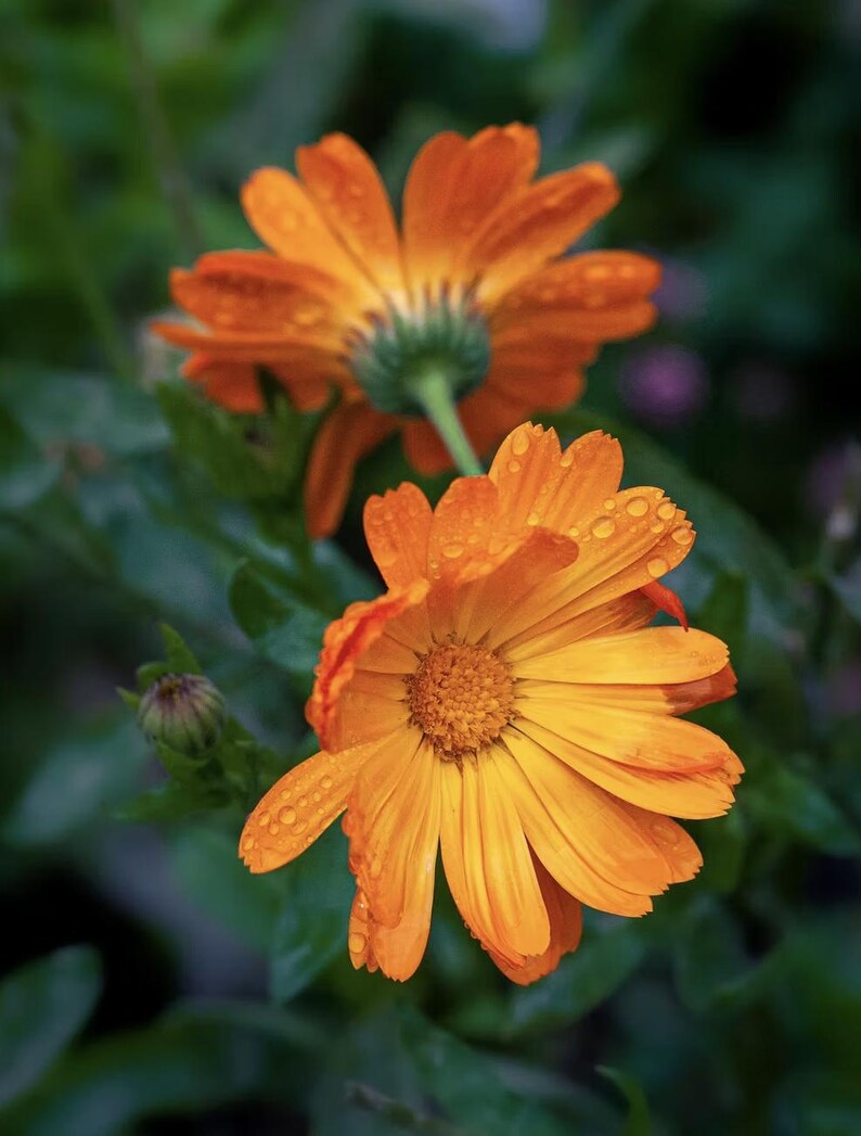 May include: Close-up of two vibrant orange calendula flowers with water droplets on the petals. The flowers are set against a backdrop of green leaves, with one flower in focus and the other slightly blurred in the background. The flowers are in full bloom.