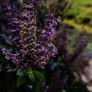 May include: Close-up of purple basil flowers in bloom. The flowers are a deep purple color with small, delicate petals. The leaves are a vibrant green, and the background is blurred, creating a soft, natural aesthetic. The image captures the beauty of nature.