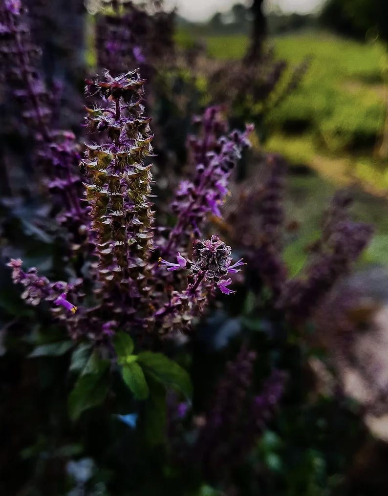 May include: Close-up of purple basil flowers in bloom. The flowers are a deep purple color with small, delicate petals. The leaves are a vibrant green, and the background is blurred, creating a soft, natural aesthetic. The image captures the beauty of nature.