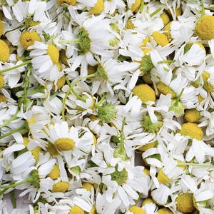 May include: A close-up shot of a collection of chamomile flowers. The image is filled with white petals and yellow centers. The flowers are scattered, creating a natural and organic texture. The green stems are visible, adding contrast to the white and yellow blooms.