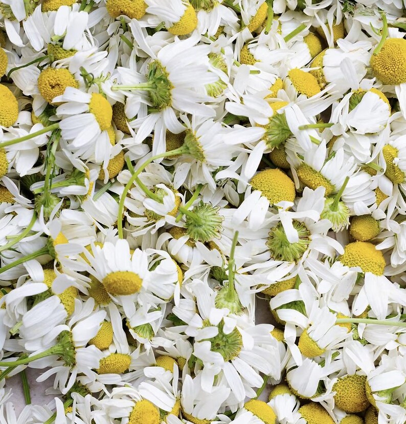 May include: A close-up shot of a collection of chamomile flowers. The image is filled with white petals and yellow centers. The flowers are scattered, creating a natural and organic texture. The green stems are visible, adding contrast to the white and yellow blooms.