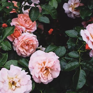 May include: Close-up of a cluster of blooming roses. The roses display a range of colors, from soft pink to peach, with multiple petals. Dark green leaves surround the flowers, creating a contrast. The image captures the natural beauty of the roses.