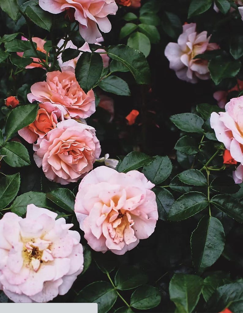May include: Close-up of a cluster of blooming roses. The roses display a range of colors, from soft pink to peach, with multiple petals. Dark green leaves surround the flowers, creating a contrast. The image captures the natural beauty of the roses.