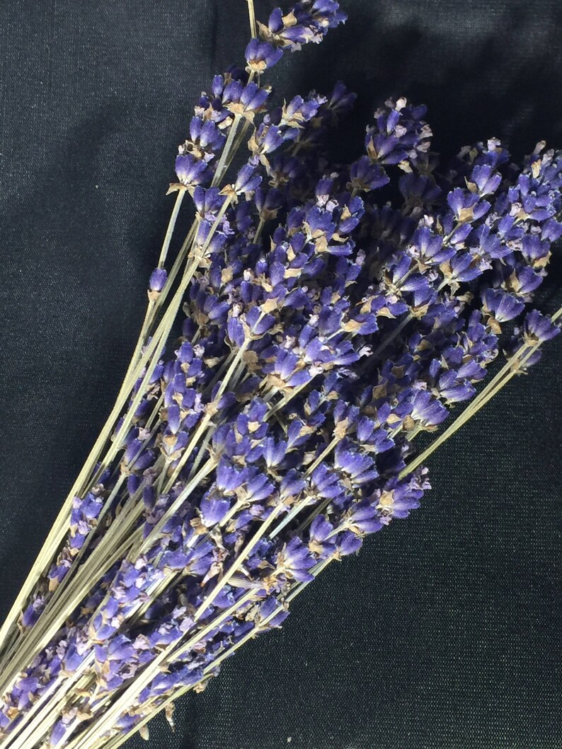 Dried Lavender Stems Etsy