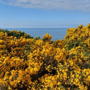 Gorse Flower Essence 20ml image 4