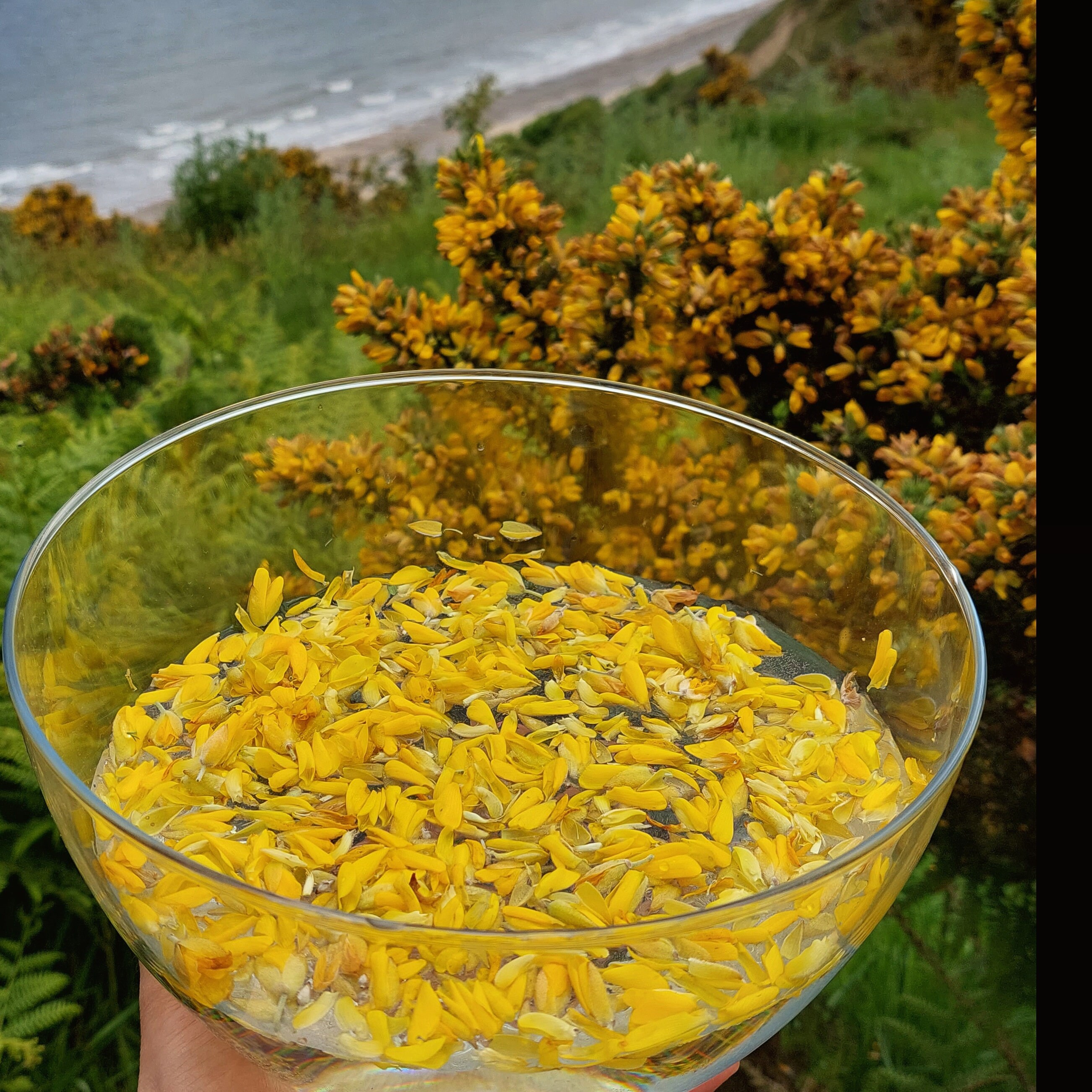 Gorse Flower Essence 20ml Etsy