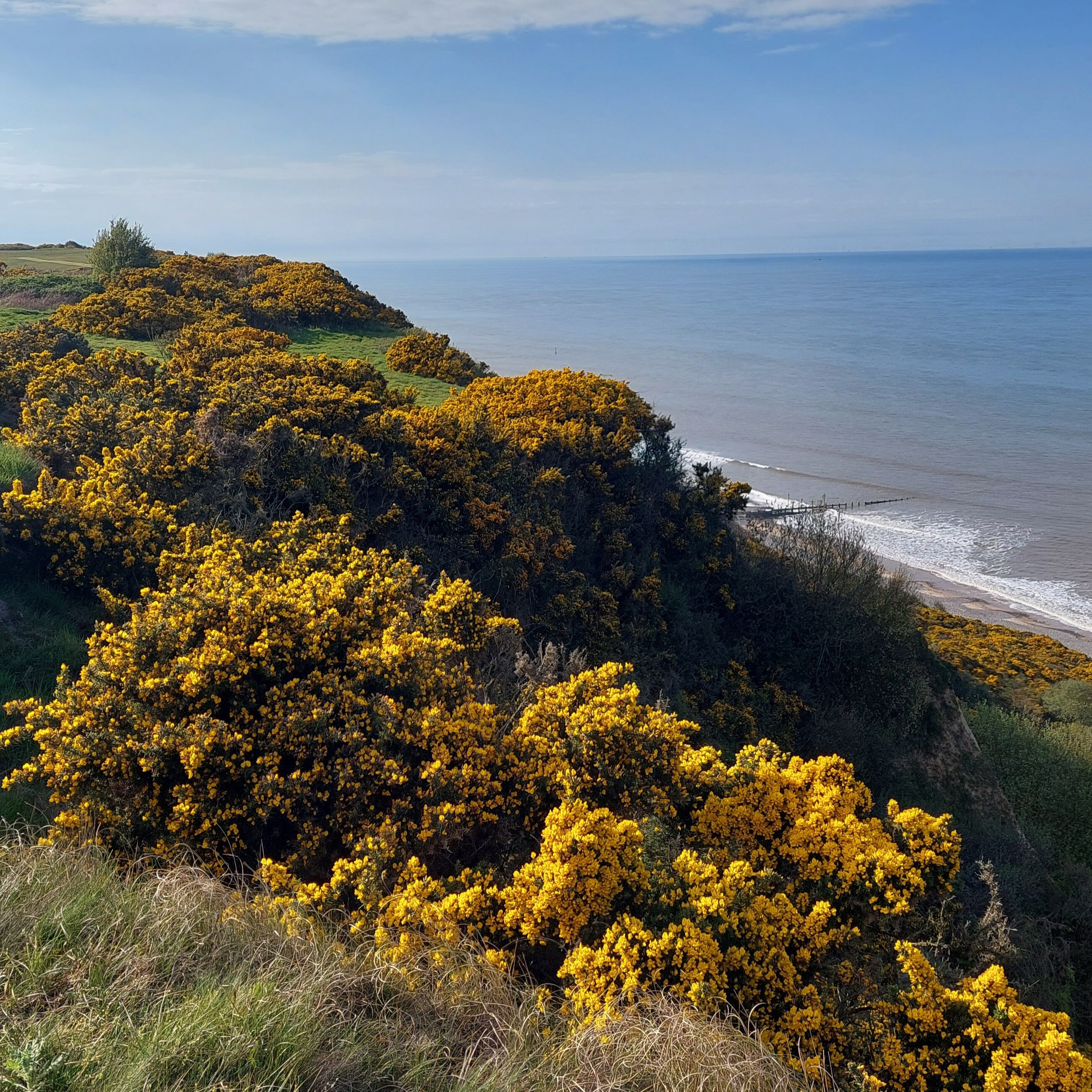 Gorse Flower Essence 20ml Etsy