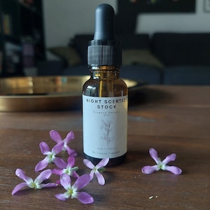 Night Scented Stock Essence 20ml