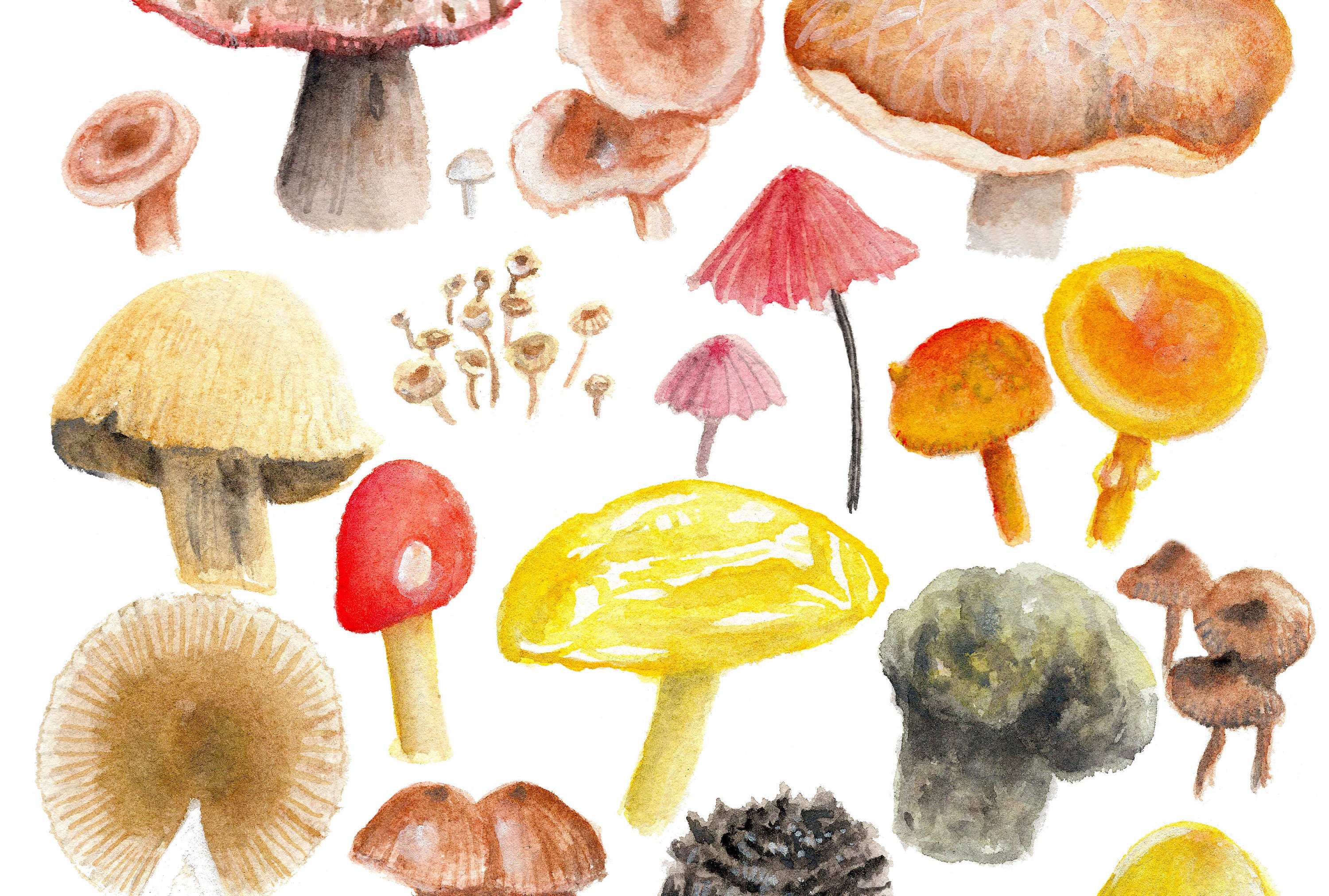 Mushroom Art Print Gicleé Fine Art Nature Print Wall Art | Etsy