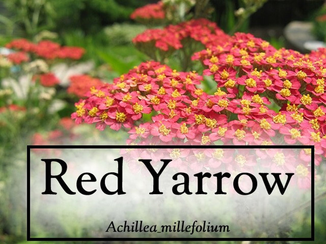 Red Yarrow 2000 Seeds and Sprouting Kit Achillea - Etsy