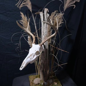 European Deer Skull Mount - Etsy