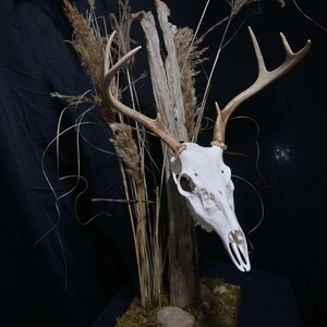 European Deer Skull Mount - Etsy