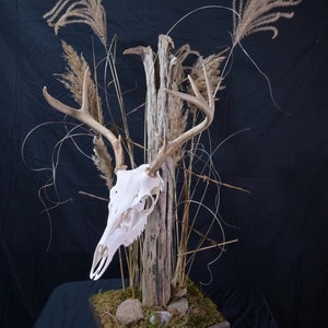 European Deer Skull Mount - Etsy