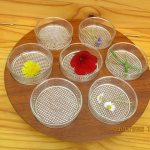 Puede incluir: Una bandeja de servir de madera con siete platos de vidrio transparente, cada uno con una flor diferente. Las flores incluyen un diente de león amarillo, una petunia roja, una flor morada y margaritas blancas.