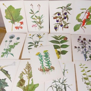 Conjunto de gravuras botânicas vintage, ilustrações de ervas medicinais, arte de parede com plantas antigas, decoração de boticário de ervas