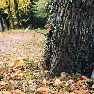 a tree  with has fallen leaves and a small blue fairy door