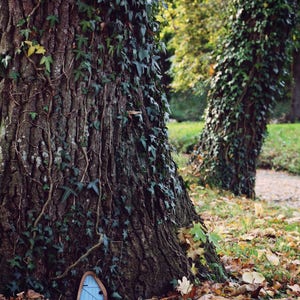 a pair of shoes sitting under a tree in the leaves