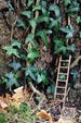 Fairy Ladder for Fairy door - Fairy garden - Fairy ladder for tree - Fairy Garden accessory 
