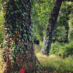 a red fairy door in the middle of the forest