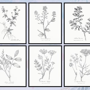Ensemble de 6 vintage Botanical Wall Art. Estampes d’étude botanique. Décor mural botanique. Décor de salle de bain. Blanc floral. Dessins. Téléchargement numérique