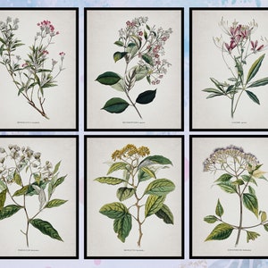 Set of 6 Vintage Botanical Prints Wall Art. Botanical Poster. Botanical Art. Office Wall Decor. Botanical Illustrations. Digital Download