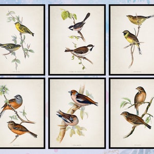 Set of 6 Bird Printable, Vintage Bird Illustration, Bird Art Printable, Vintage Bird Wall Art, Nursery Wall Decor, Instant Download