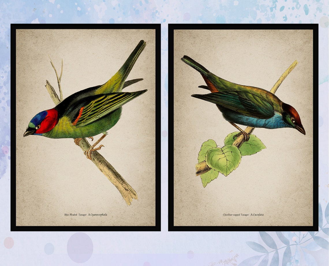 Set of 12 Vintage Birds Prints Wall Art. Exotic Birds Poster. Etsy