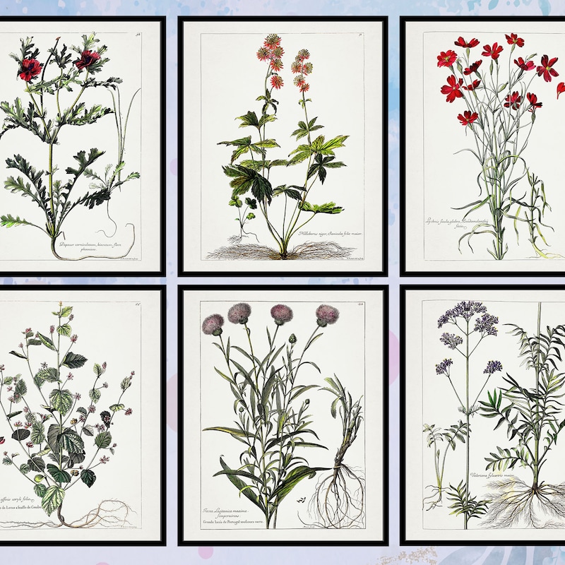 Botanical Art Print - Etsy