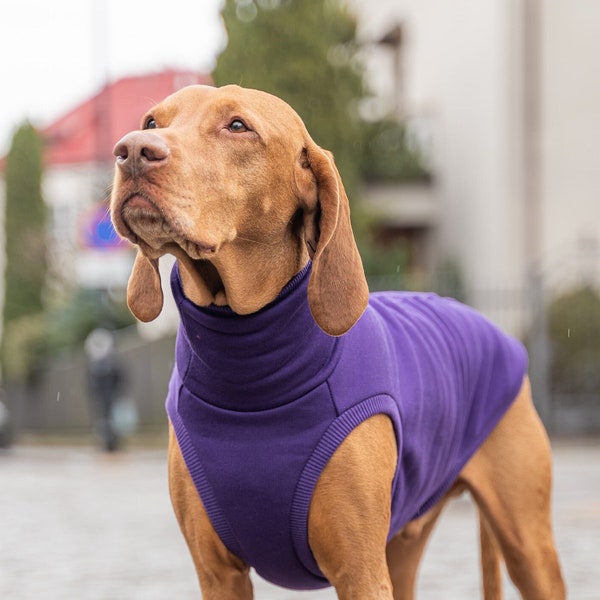 90% cotton - Sweatshirt for Vizsla - dog clothes - PURPLE