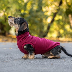 90 % coton - Sweat-shirt spécial teckel, vêtements confortables pour chien - BLEU MARIN