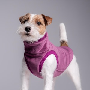 Może przedstawiać: Mały pies w fioletowym swetrze z golfem. Pies ma białe futro z brązowymi i brązowymi znaczeniami na głowie i ogonie. Sweter ma prążkowany kołnierz i otwory na ramiona.